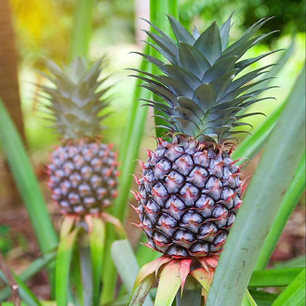 Piña